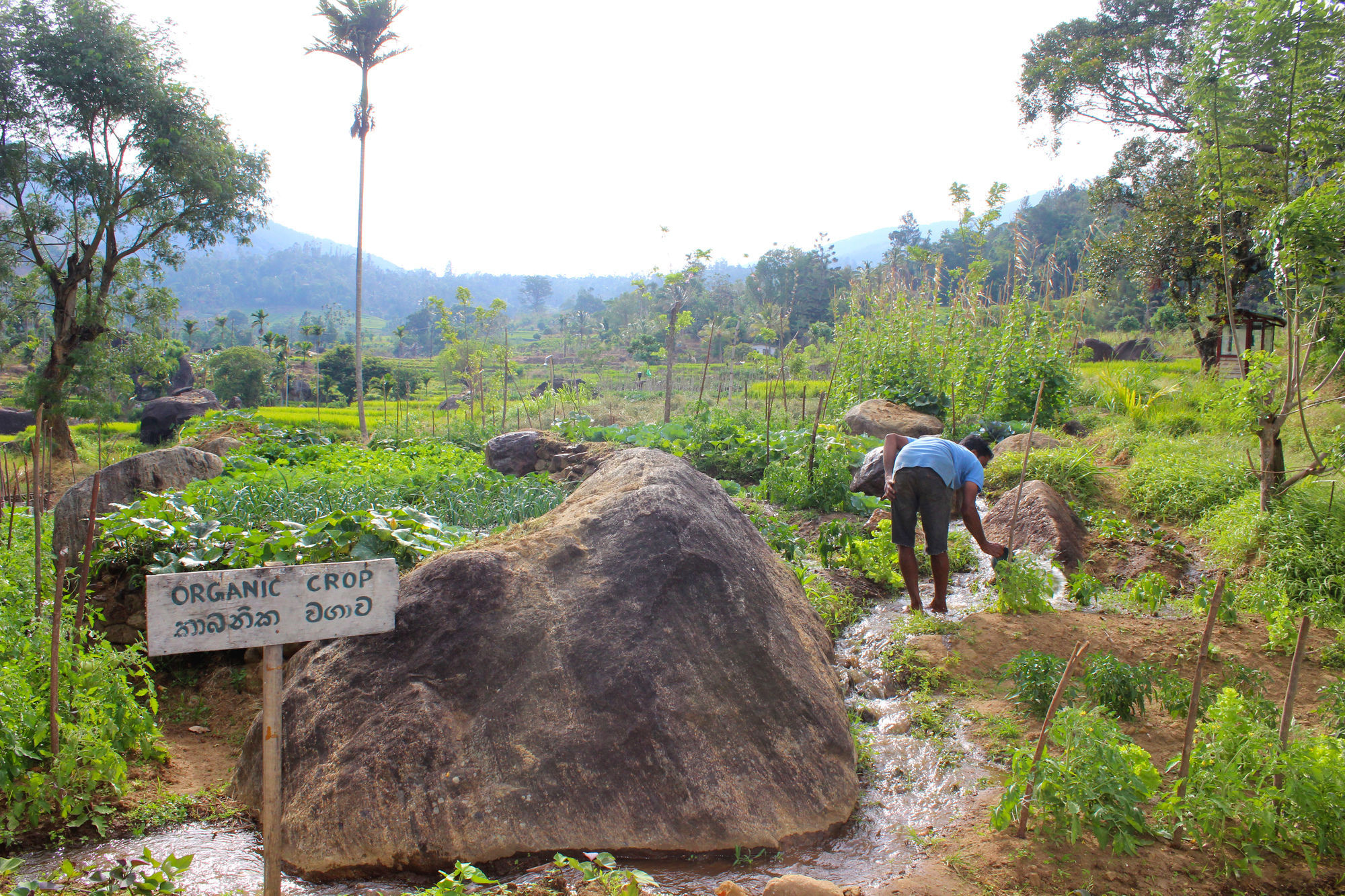 The Glenrock Wellness Nature Resort Belihuloya Buitenkant foto